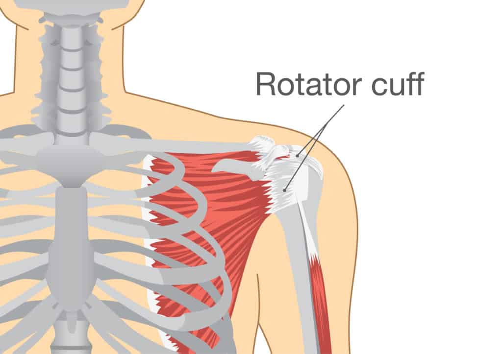 What Is The Rotator Cuff 